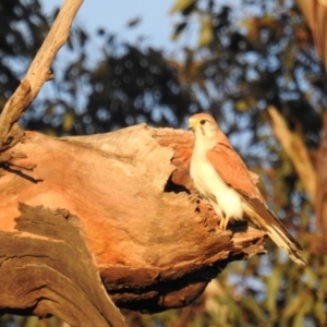 Falco cenchroides at Kambah, ACT - suppressed