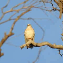 Falco cenchroides at Kambah, ACT - suppressed