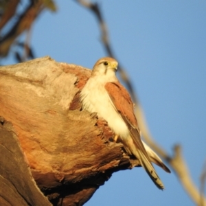 Falco cenchroides at Kambah, ACT - 5 Sep 2021