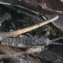 Coryphistes ruricola (Bark-mimicking Grasshopper) at Bruce, ACT - 3 Sep 2021 by Ned_Johnston