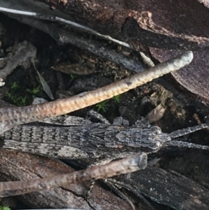 Coryphistes ruricola at Bruce, ACT - 3 Sep 2021 03:33 PM