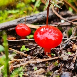 Hygrocybe sp. ‘red’ at Stromlo, ACT - 5 Sep 2021 03:04 PM