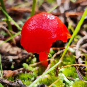 Hygrocybe sp. ‘red’ at Stromlo, ACT - 5 Sep 2021 03:04 PM