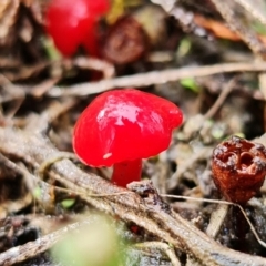 Hygrocybe sp. ‘red’ at Stromlo, ACT - 5 Sep 2021 03:04 PM