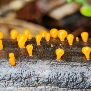 Heterotextus sp. at Denman Prospect, ACT - 5 Sep 2021