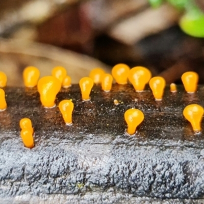 Heterotextus sp. (A yellow saprophytic jelly fungi) at Denman Prospect, ACT - 5 Sep 2021 by RobG1