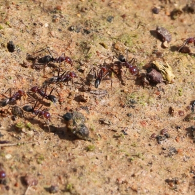 Iridomyrmex purpureus (Meat Ant) at Wodonga, VIC - 5 Sep 2021 by Kyliegw