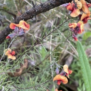 Dillwynia sericea at Majura, ACT - 5 Sep 2021