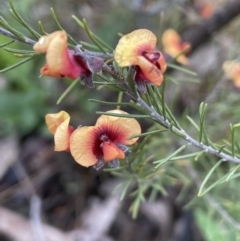 Dillwynia sericea at Majura, ACT - 5 Sep 2021 04:24 PM