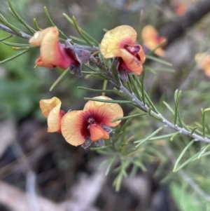 Dillwynia sericea at Majura, ACT - 5 Sep 2021