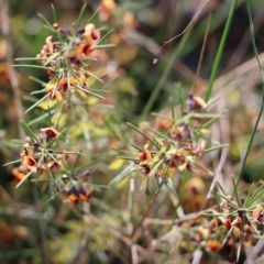 Daviesia genistifolia (Broom Bitter Pea) at Wodonga, VIC - 5 Sep 2021 by Kyliegw