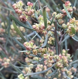 Dodonaea viscosa at Majura, ACT - 5 Sep 2021 04:40 PM