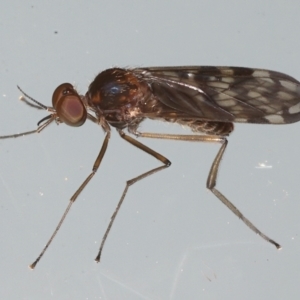 Sylvicola dubius at Ainslie, ACT - 29 Aug 2021