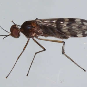 Sylvicola dubius at Ainslie, ACT - 29 Aug 2021