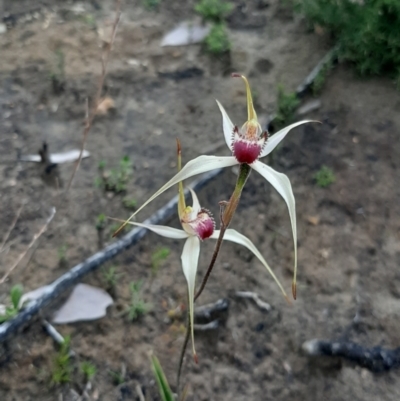 Caladenia valida (Robust Spider Orchid) at Karatta, SA - 5 Sep 2021 by laura.williams