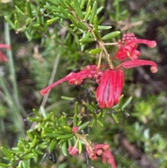 Grevillea juniperina (Grevillea) at Campbell, ACT - 5 Sep 2021 by JaneR