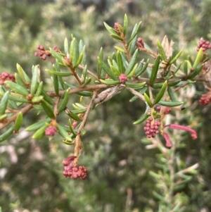 Grevillea juniperina at Campbell, ACT - 5 Sep 2021 04:06 PM