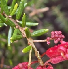 Grevillea juniperina at Campbell, ACT - 5 Sep 2021 04:06 PM