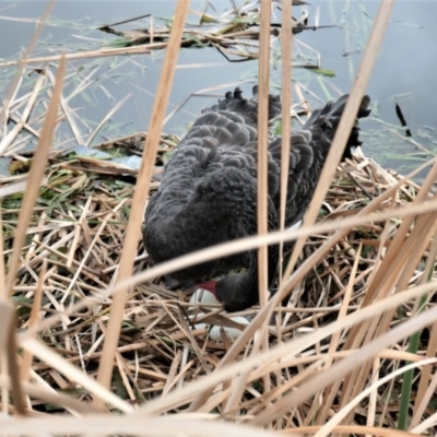 Cygnus atratus (Black Swan) at Yerrabi Pond - 5 Sep 2021 by TrishGungahlin
