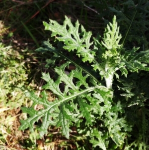 Senecio bathurstianus at Holt, ACT - 5 Aug 2021