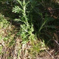 Senecio bathurstianus at Holt, ACT - 5 Aug 2021