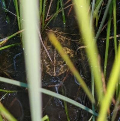 Neobatrachus sudellae (Sudell's Frog or Common Spadefoot) at Thurgoona, NSW - 5 Sep 2021 by ChrisAllen