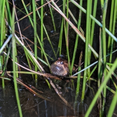 Crinia parinsignifera (Plains Froglet) at Thurgoona, NSW - 5 Sep 2021 by ChrisAllen