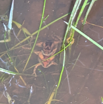 Crinia parinsignifera (Plains Froglet) at Thurgoona, NSW - 5 Sep 2021 by ChrisAllen