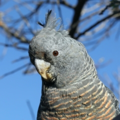 Callocephalon fimbriatum (Gang-gang Cockatoo) at Ainslie, ACT - 22 Aug 2021 by jbromilow50