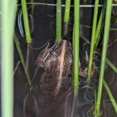 Limnodynastes tasmaniensis (Spotted Grass Frog) at Thurgoona, NSW - 5 Sep 2021 by ChrisAllen