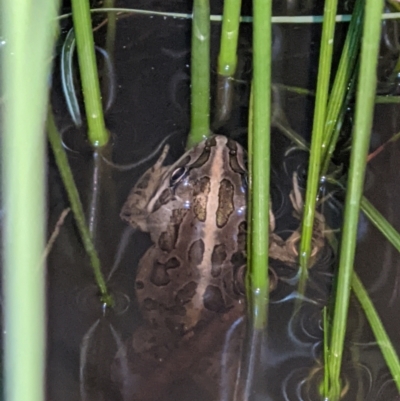 Limnodynastes tasmaniensis (Spotted Grass Frog) at Thurgoona, NSW - 5 Sep 2021 by ChrisAllen