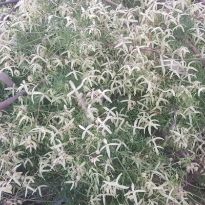 Clematis leptophylla (Small-leaf Clematis, Old Man's Beard) at Watson, ACT - 3 Sep 2021 by MAX