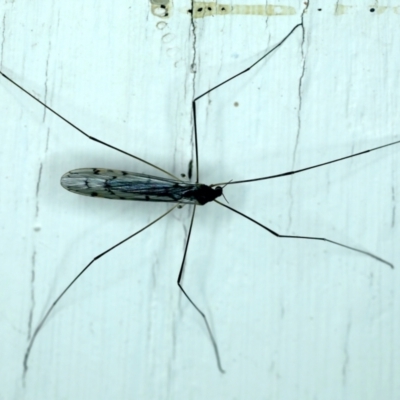 Limoniidae (family) (Unknown Limoniid Crane Fly) at Ainslie, ACT - 23 Aug 2021 by jb2602