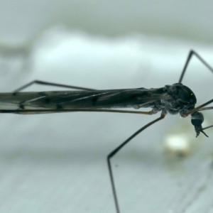 Limoniidae (family) at Ainslie, ACT - 23 Aug 2021