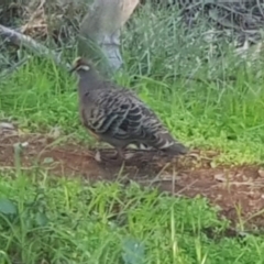 Phaps chalcoptera (Common Bronzewing) at Mount Majura - 14 Aug 2021 by MAX