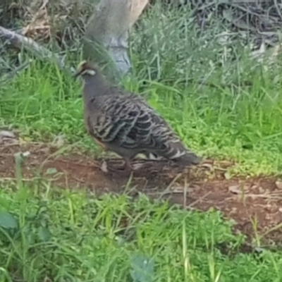 Phaps chalcoptera (Common Bronzewing) at Majura, ACT - 14 Aug 2021 by MPW