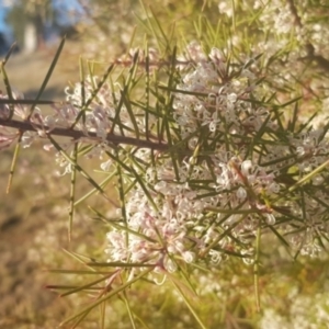 Hakea decurrens subsp. decurrens at Majura, ACT - 14 Aug 2021