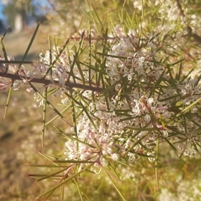 Hakea decurrens subsp. decurrens (Bushy Needlewood) at Majura, ACT - 14 Aug 2021 by MAX