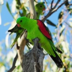 Aprosmictus erythropterus (Red-winged Parrot) at Bukkulla, NSW - 30 Apr 2018 by Harrisi