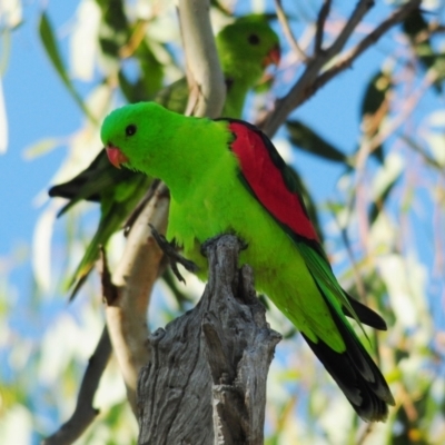 Aprosmictus erythropterus (Red-winged Parrot) at Bukkulla, NSW - 30 Apr 2018 by Harrisi