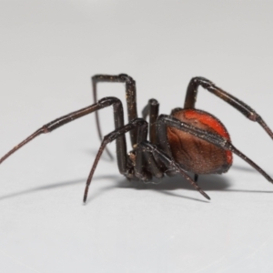 Latrodectus hasselti at Evatt, ACT - 3 Sep 2021 02:19 PM
