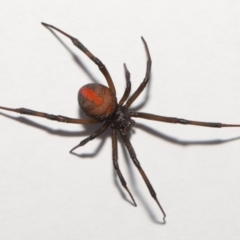 Latrodectus hasselti at Evatt, ACT - 3 Sep 2021 02:19 PM