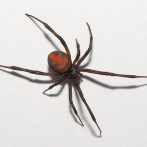 Latrodectus hasselti at Evatt, ACT - 3 Sep 2021 02:19 PM