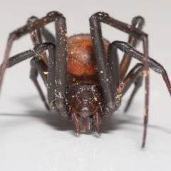 Latrodectus hasselti at Evatt, ACT - 3 Sep 2021 02:19 PM