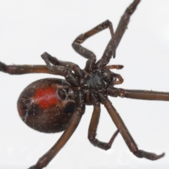 Latrodectus hasselti at Evatt, ACT - 3 Sep 2021 02:19 PM
