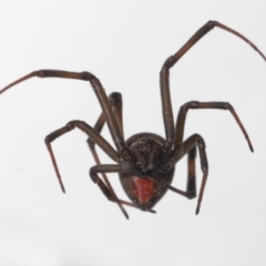 Latrodectus hasselti at Evatt, ACT - 3 Sep 2021 02:19 PM
