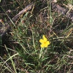 Hibbertia calycina (Lesser Guinea-flower) at Bruce Ridge to Gossan Hill - 3 Sep 2021 by Ned_Johnston