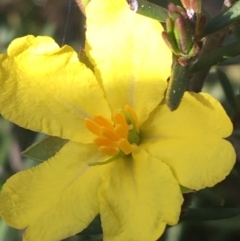 Hibbertia calycina at Bruce, ACT - 3 Sep 2021