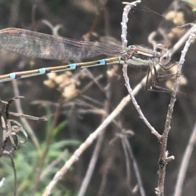 Austrolestes leda (Wandering Ringtail) at Bruce, ACT - 3 Sep 2021 by Ned_Johnston