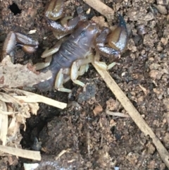 Urodacus manicatus (Black Rock Scorpion) at Bruce Ridge to Gossan Hill - 3 Sep 2021 by NedJohnston